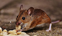 24 Hour & Emergency Exterminators in Hilbert, WI